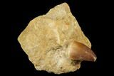 Mosasaur (Prognathodon) Tooth In Rock - Morocco #179277-1